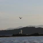 Lighthouse, Port Appin